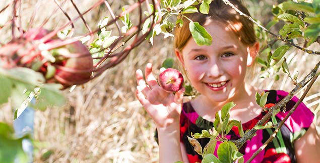 Apple Harvest