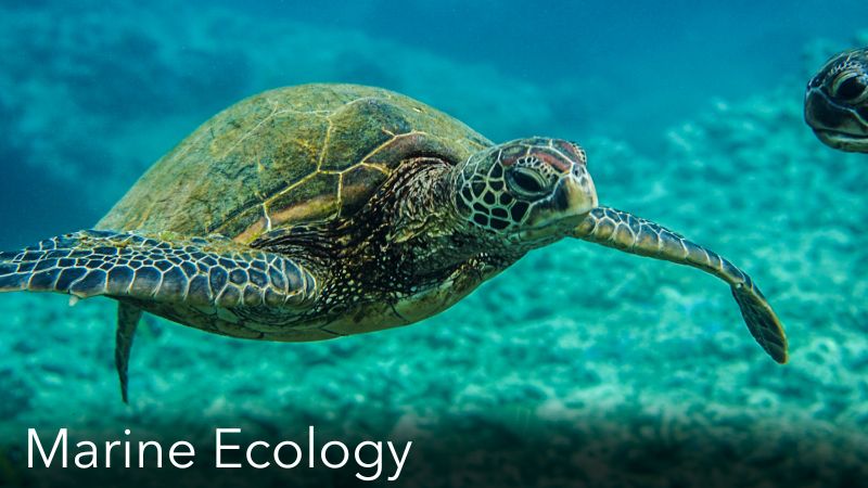 Marine Ecology