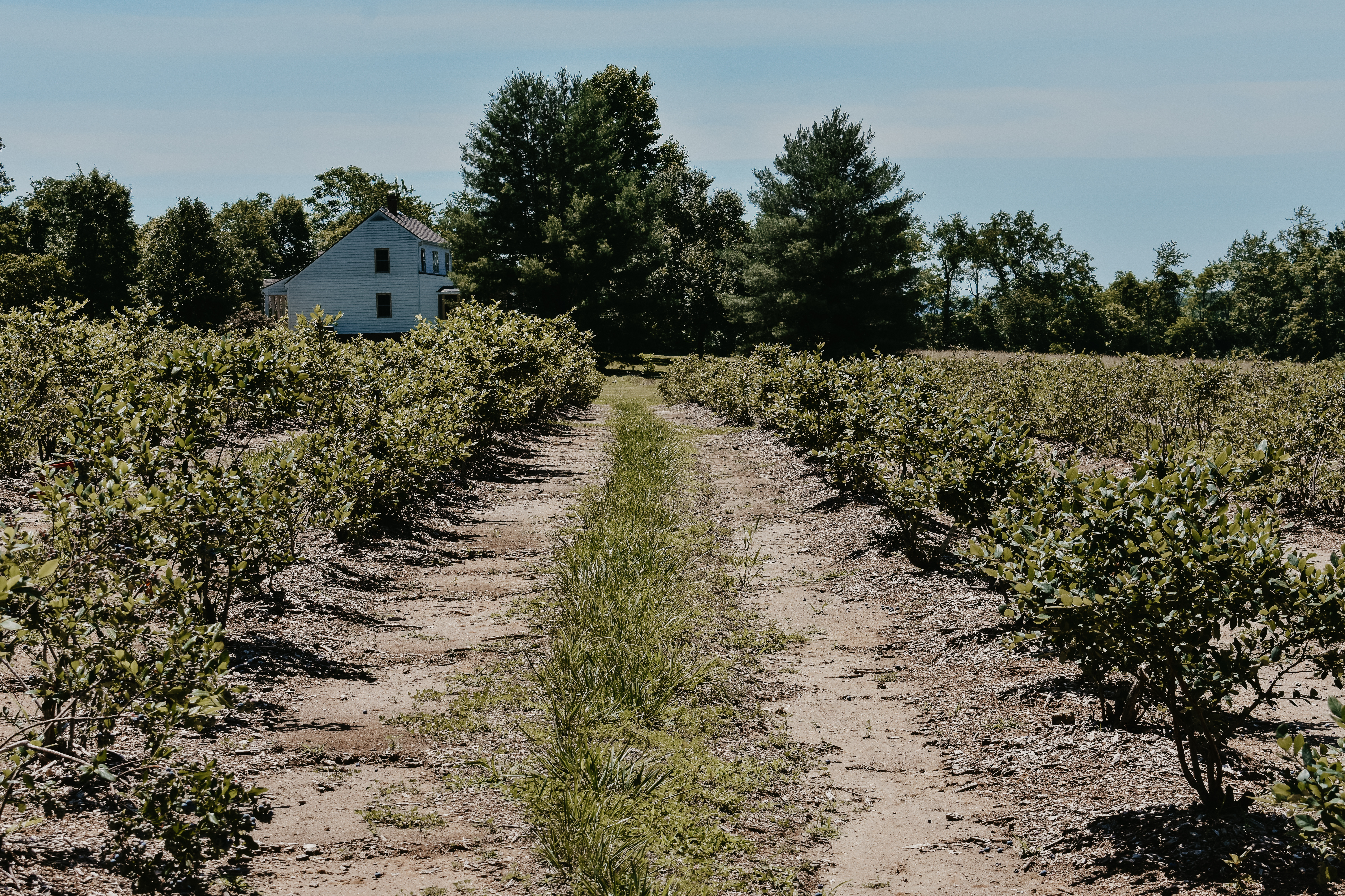 blueberry-path