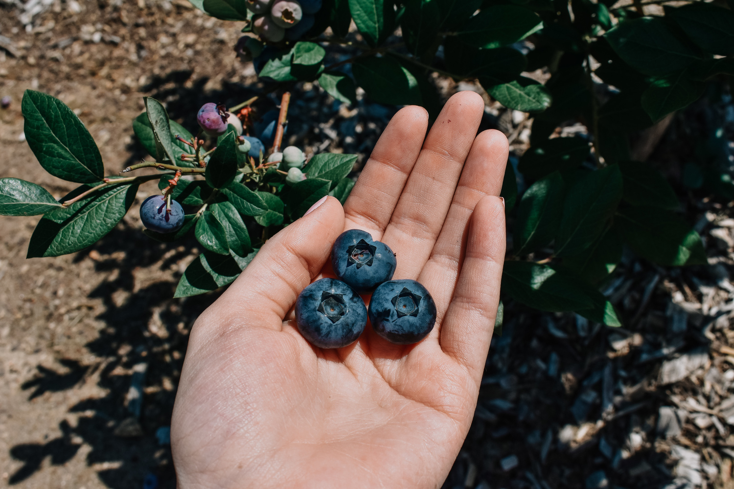 blueberryhand