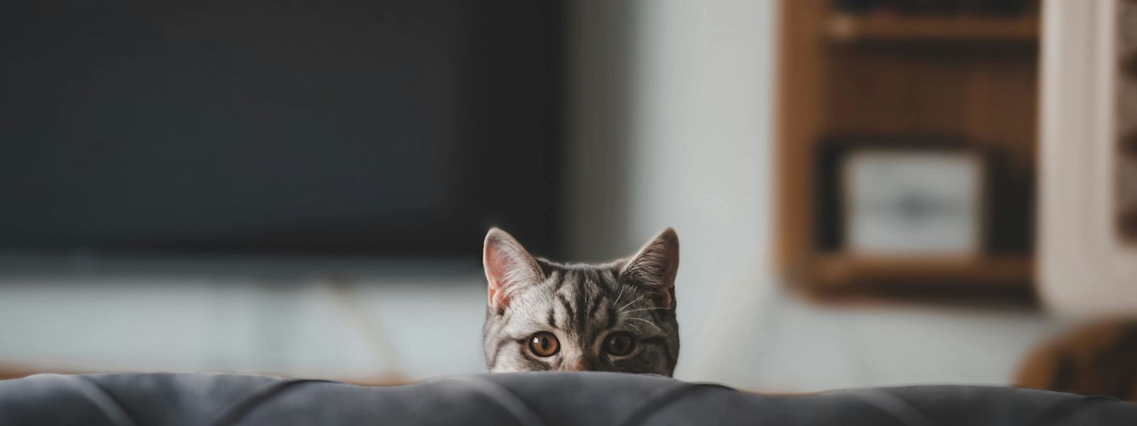 A curious cat peers over a couch.