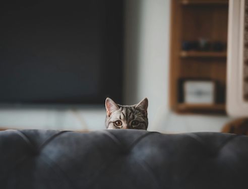 A curious cat peers over a couch.