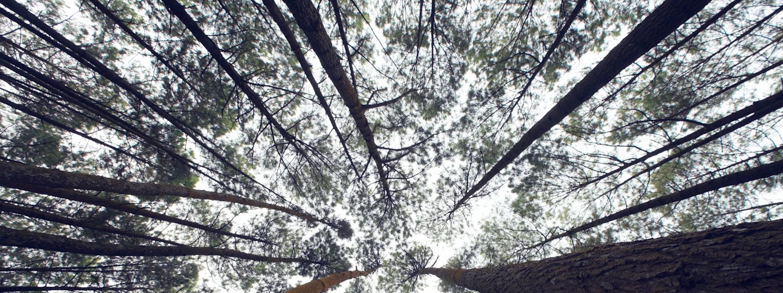 Scaling your business