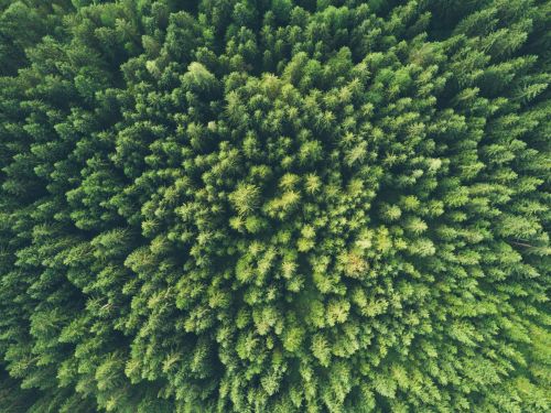 A bird's eye view of a forest full of pine trees.
