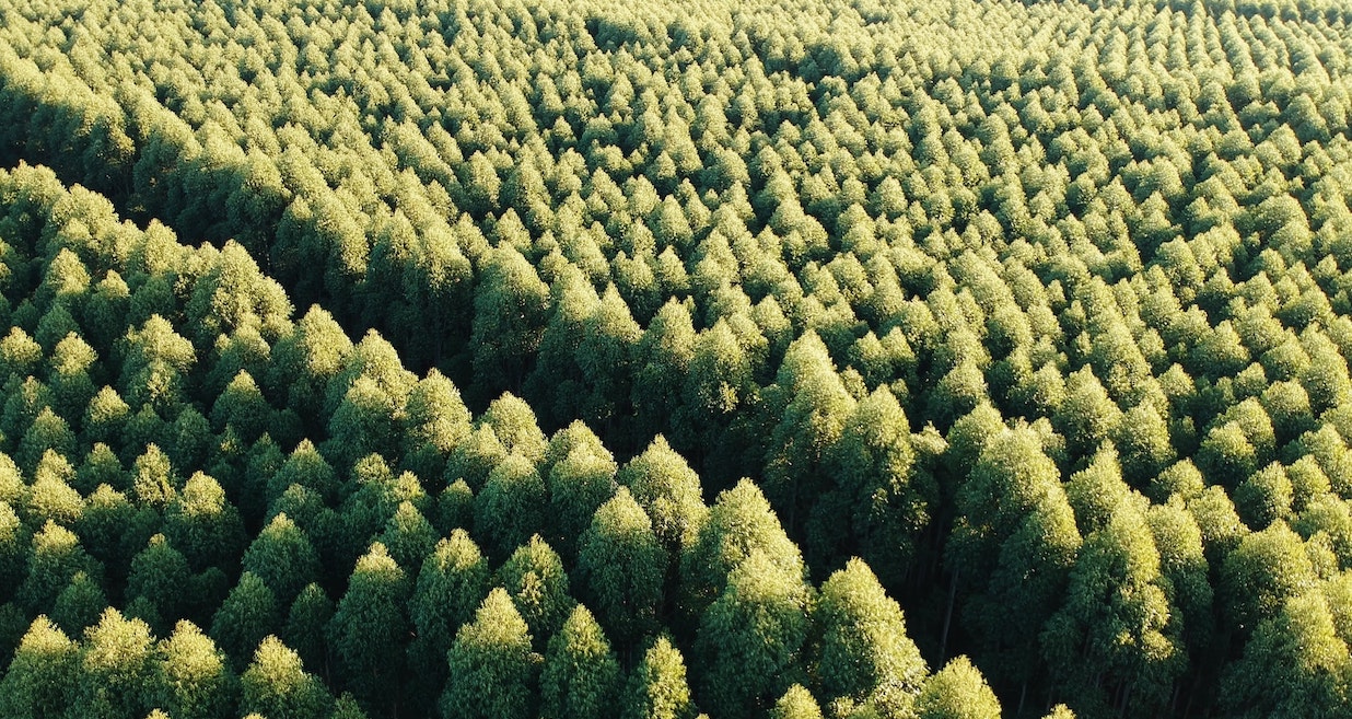 And arial view of hundreds of mature trees, tightly packed.