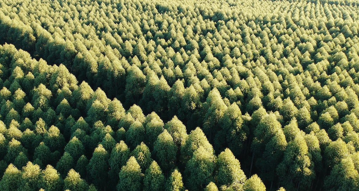 And arial view of hundreds of mature trees, tightly packed.