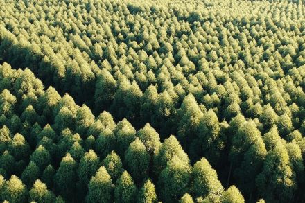 And arial view of hundreds of mature trees, tightly packed.