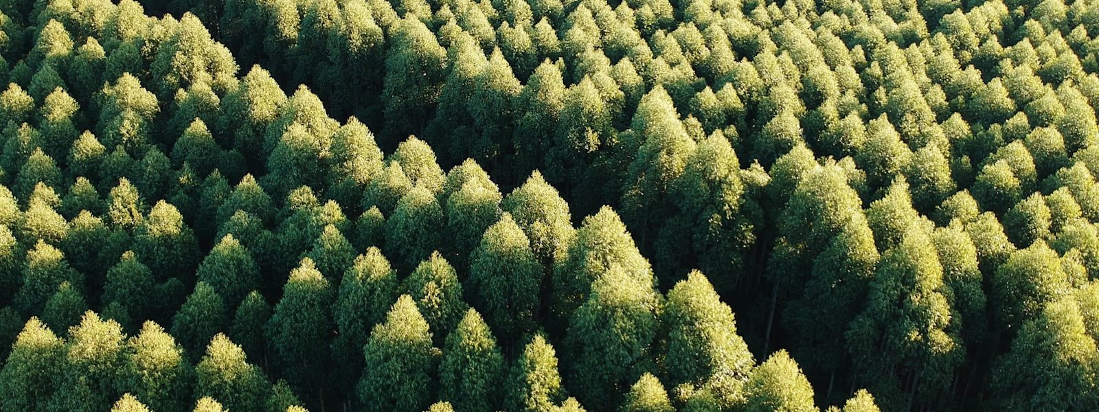 An endless field of mature trees.