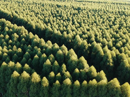 An endless field of mature trees.