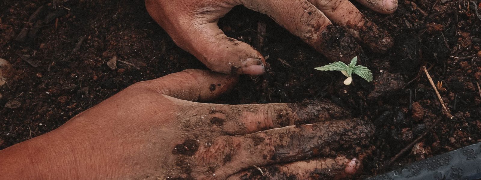 Bird's eye view of someone's hands covered in dirt as they plant a seedling.