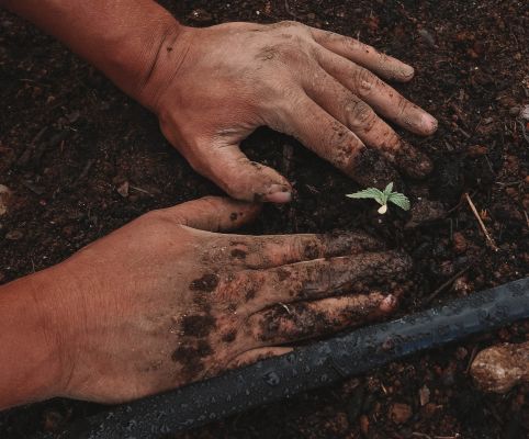 Bird's eye view of someone's hands covered in dirt as they plant a seedling.