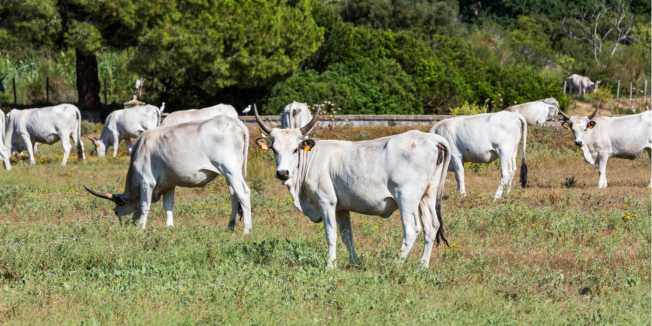 Esemplari di mucche chianine al pascolo – Fonte: Shutterstock \[…\]