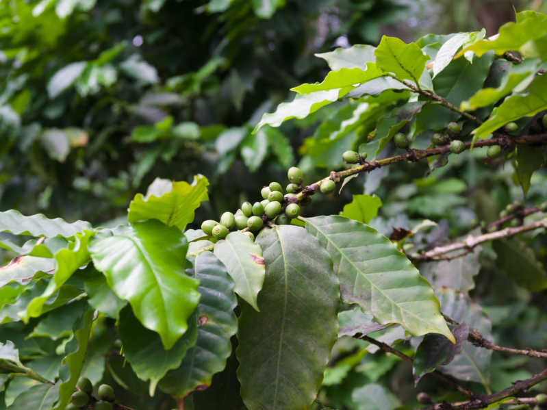 Pianta di caffè specialità arabica, quindi dai chicchi verdi – Fonte Shutterstock \[…\]