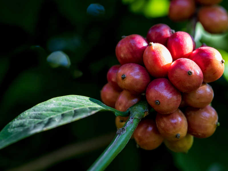 Pianta di caffè di specialità Robusta, quindi dai chicchi rossi – Fonte: hutterstock \[…\]