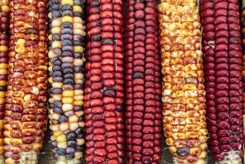 There are at least 55 colourful kinds of Peruvian corn. Source: Shutterstock.

\[…\]
