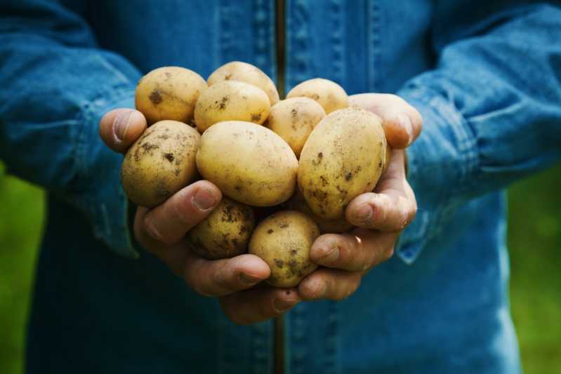 Peru is the birthplace of the humble potato, one hot mamacita with at least 3,000 progeny. Source: Shutterstock.

\[…\]