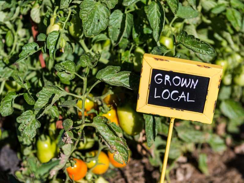 Local and seasonal menus are transparent and more sustainable. Source: Shutterstock \[…\]