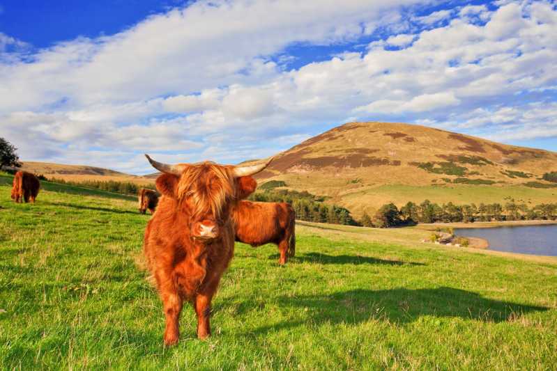 Aberdeen Angus cattle roaming in, erm, Aberdeen. Source: Shutterstock \[…\]

[Read More…](https://quisine.quandoo.co.uk/guide/5-best-uk-food-breaks/attachment/aberdeen-angus/)