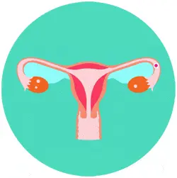 ADP - El ciclo menstrual