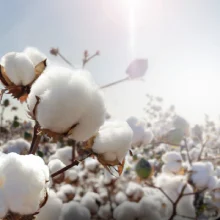Tampones de algodón 100 % orgánico