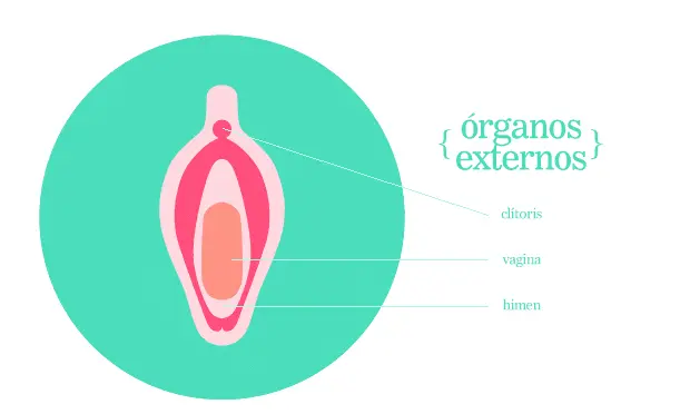 Aparato reproductor femenino externo