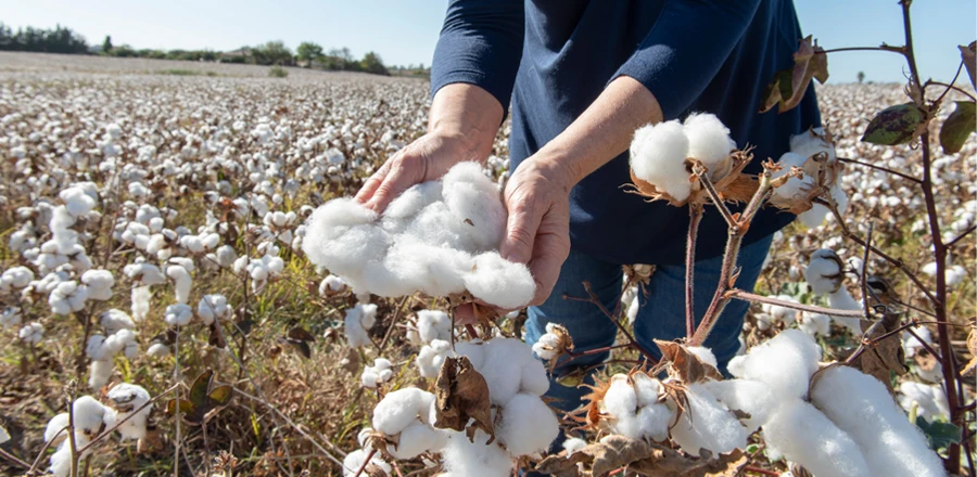 Una mujer cosechando algodón en un campo