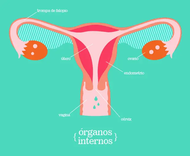 Aparato reproductor femenino interno