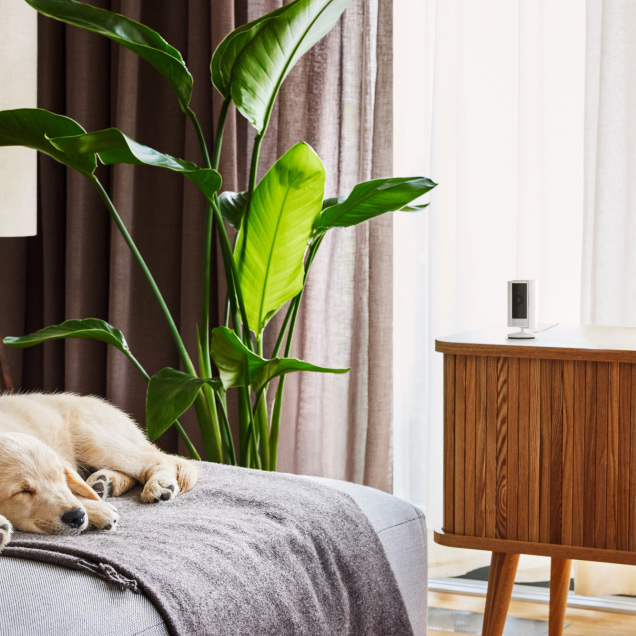 A puppy sleeps on a sofa near a plant while a Ring Indoor Camera monitors from a cabinet across the room.