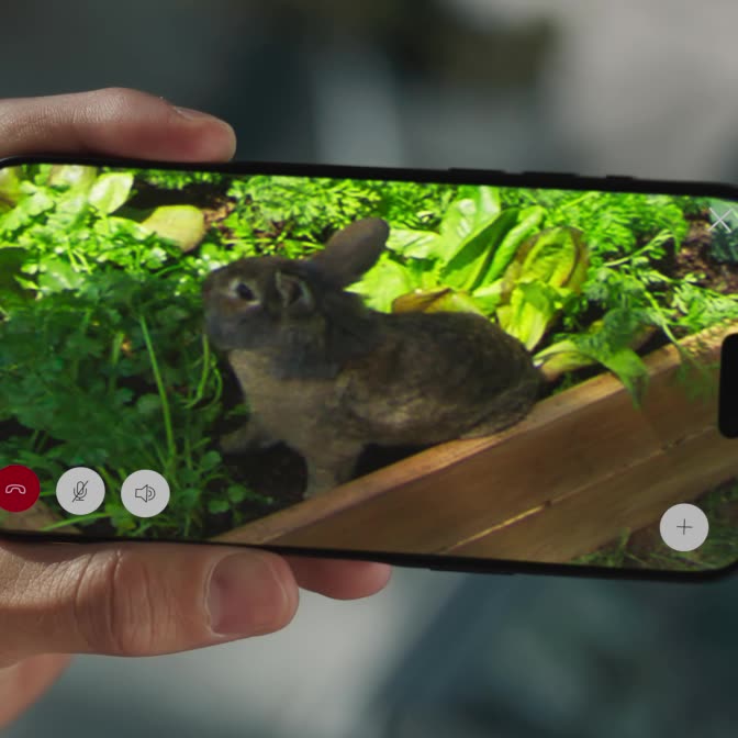 Hands holding phone sideways. Fingers pinch the screen to zoom in on video showing rabbit eating lettuce in garden