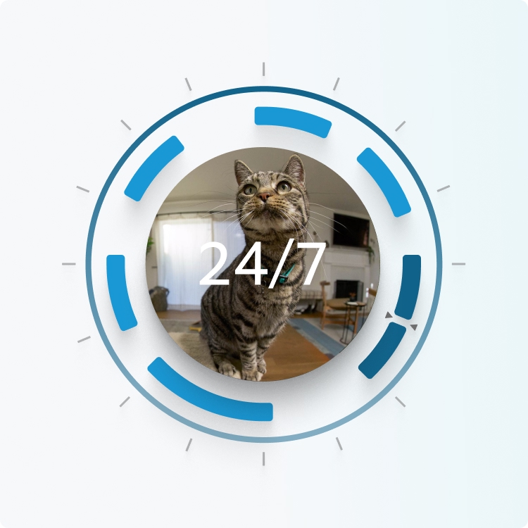 Tabby cat captured on indoor camera with 24/7 recording icon overlay, highlighting continuous video coverage.
