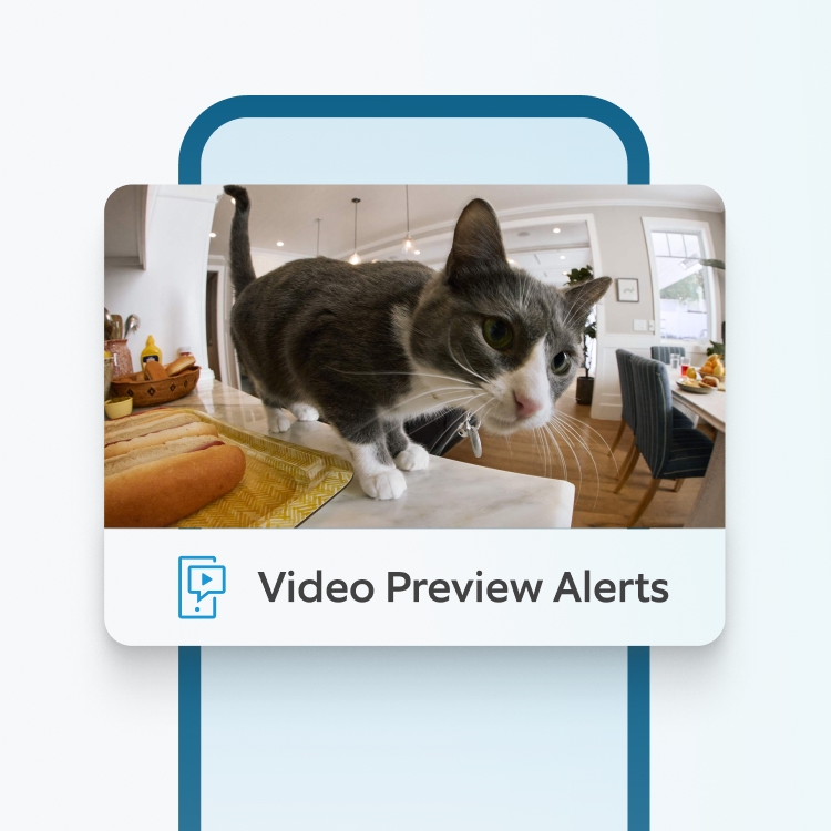 Ring Indoor Cam shows cat on kitchen counter with 