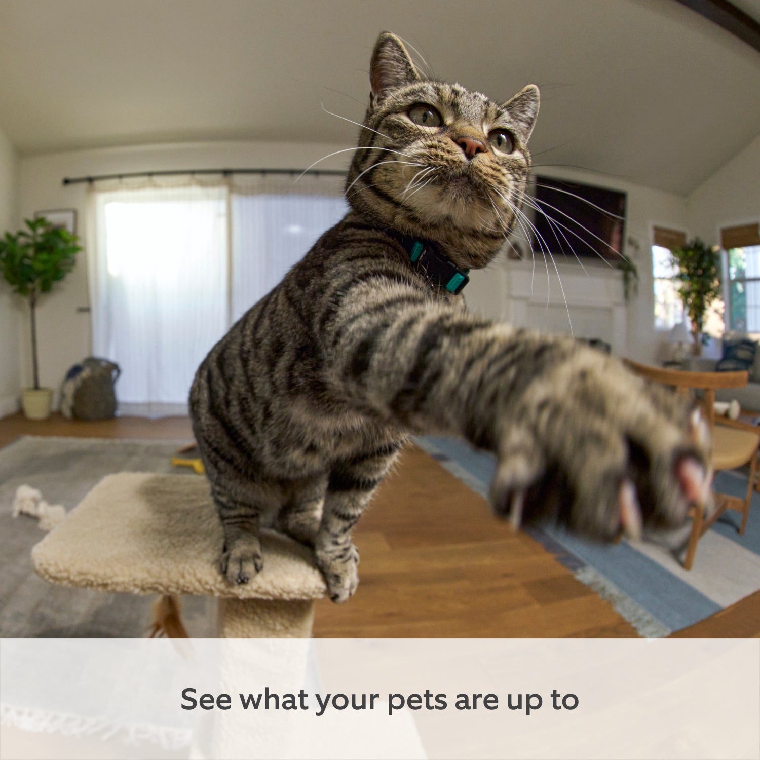2-Pack Pan-Tilt Indoor Camera - 2-Pack Pan-Tilt Indoor Camera