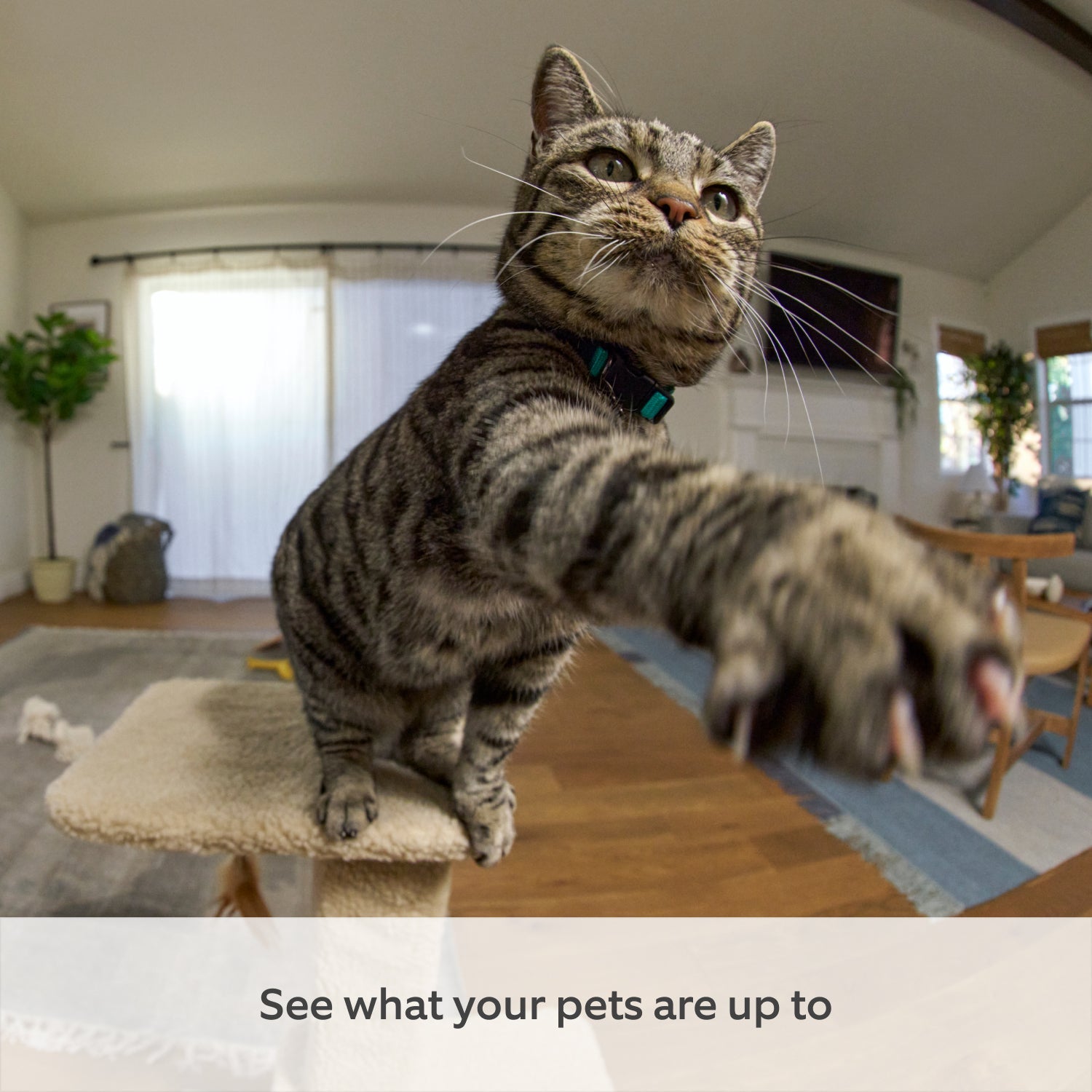 2-Pack Pan-Tilt Indoor Camera - 2-Pack Pan-Tilt Indoor Camera