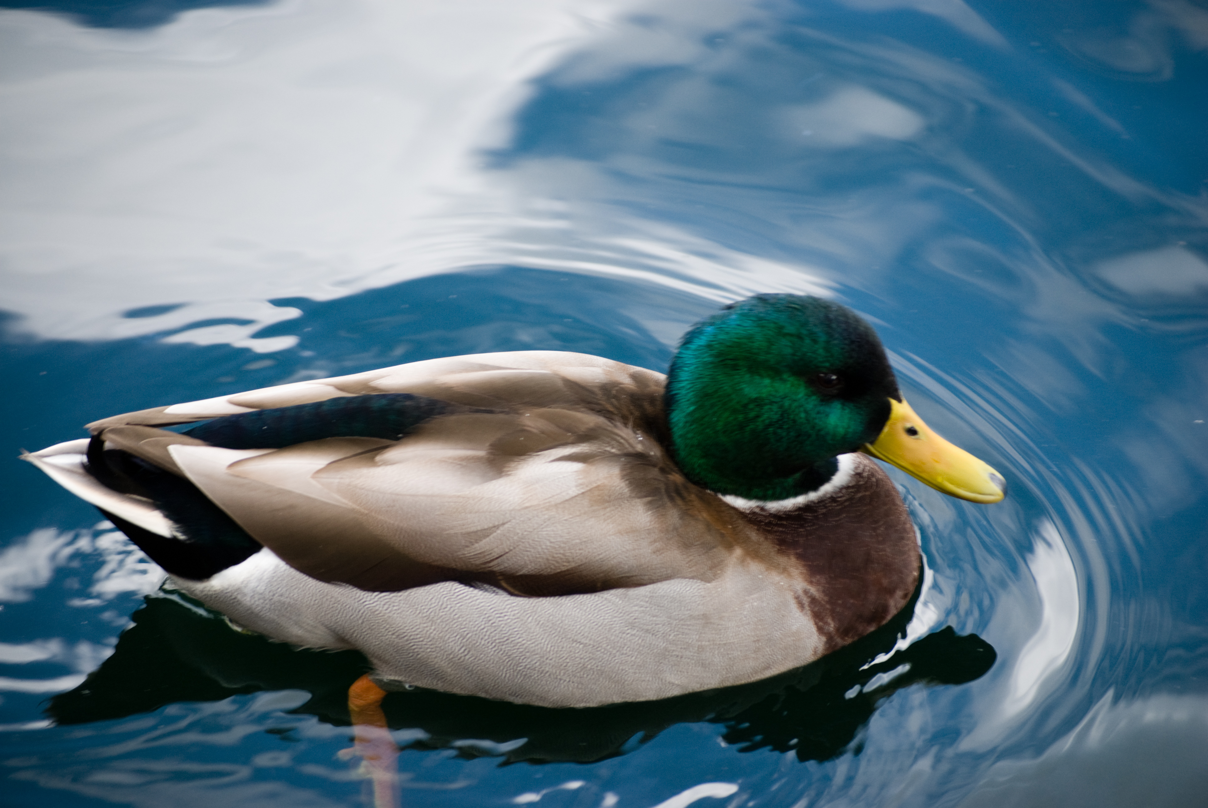 Surfing Lake Almanor