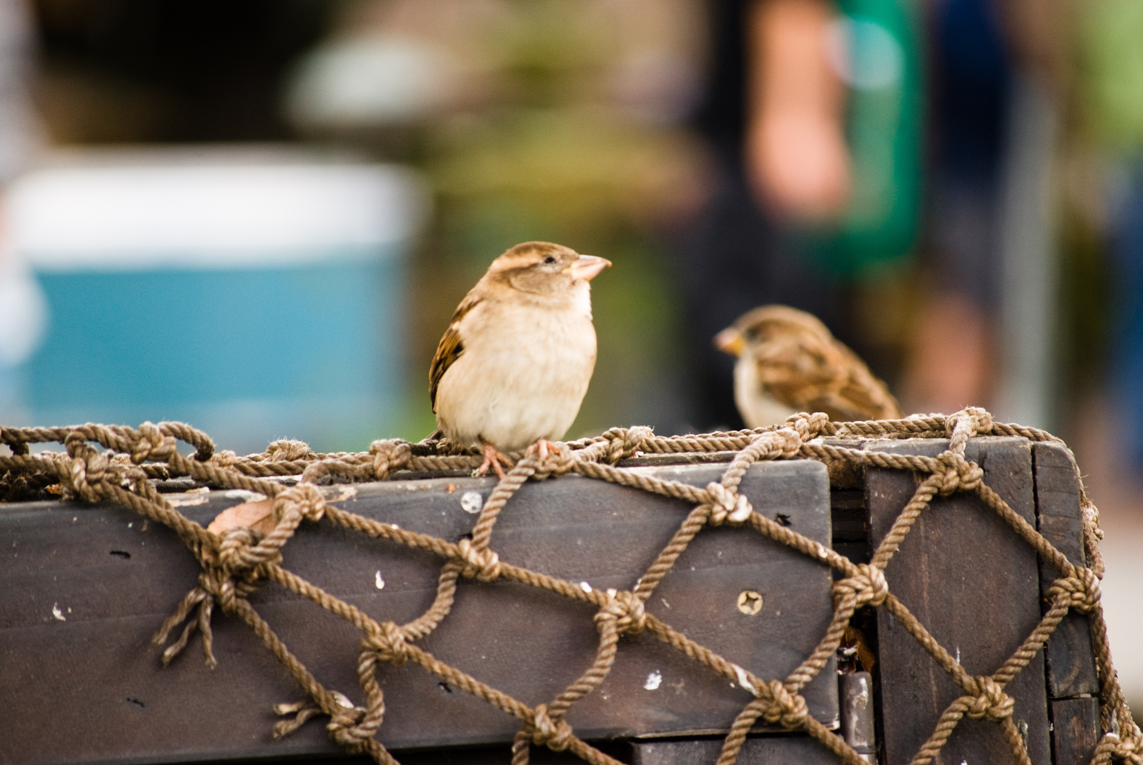 Get Spotify! Free soundtracks and music!