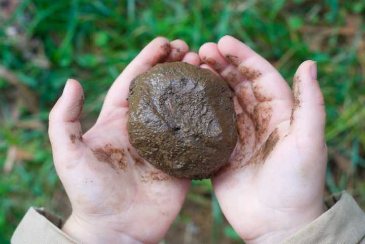 mud-ball