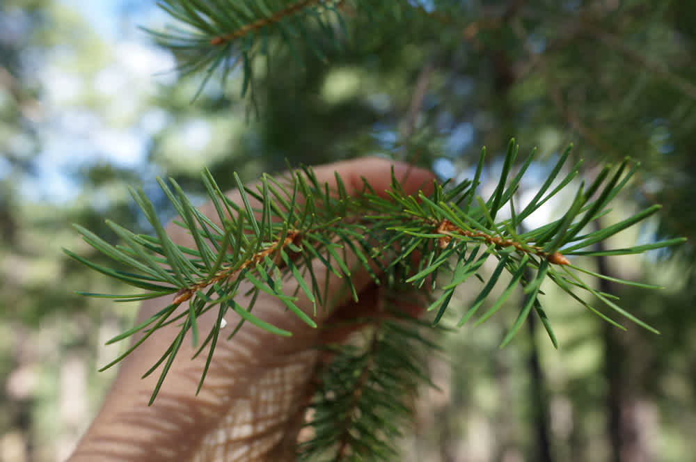 Nature School Project: Evergreen Tea — Sparkle Stories