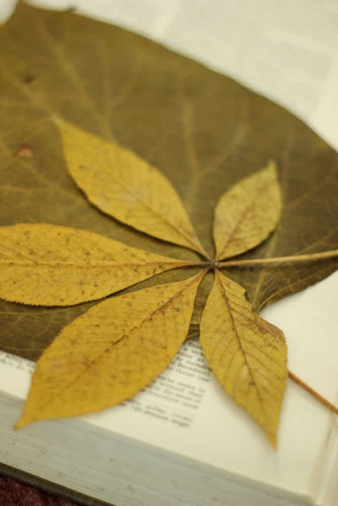 Sparkle-Stories-Pressing-Autumn-Leaves