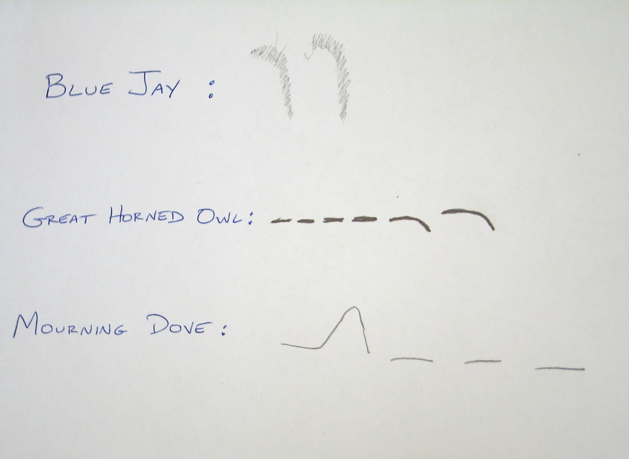 Nature School Project: Identifying Bird Calls — Sparkle Stories