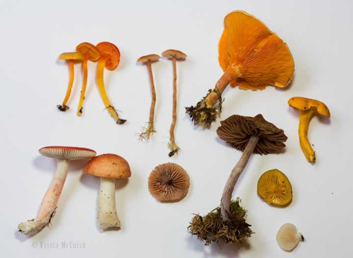 mushroom spore prints 3| www.sparklestories.com| martin & sylvia's nature school