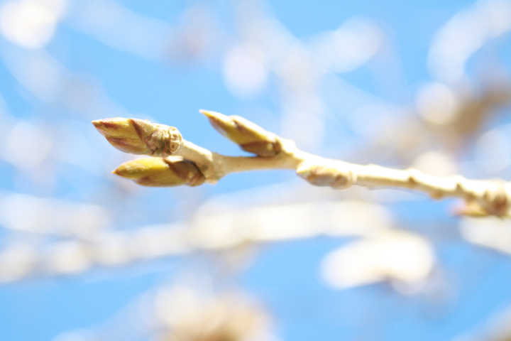 Nature School Project: Tree Buds