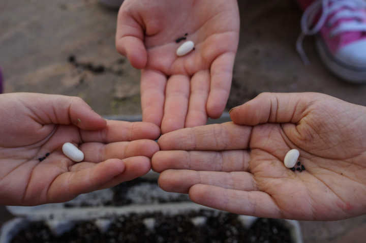 egg carton seed starter kc 1