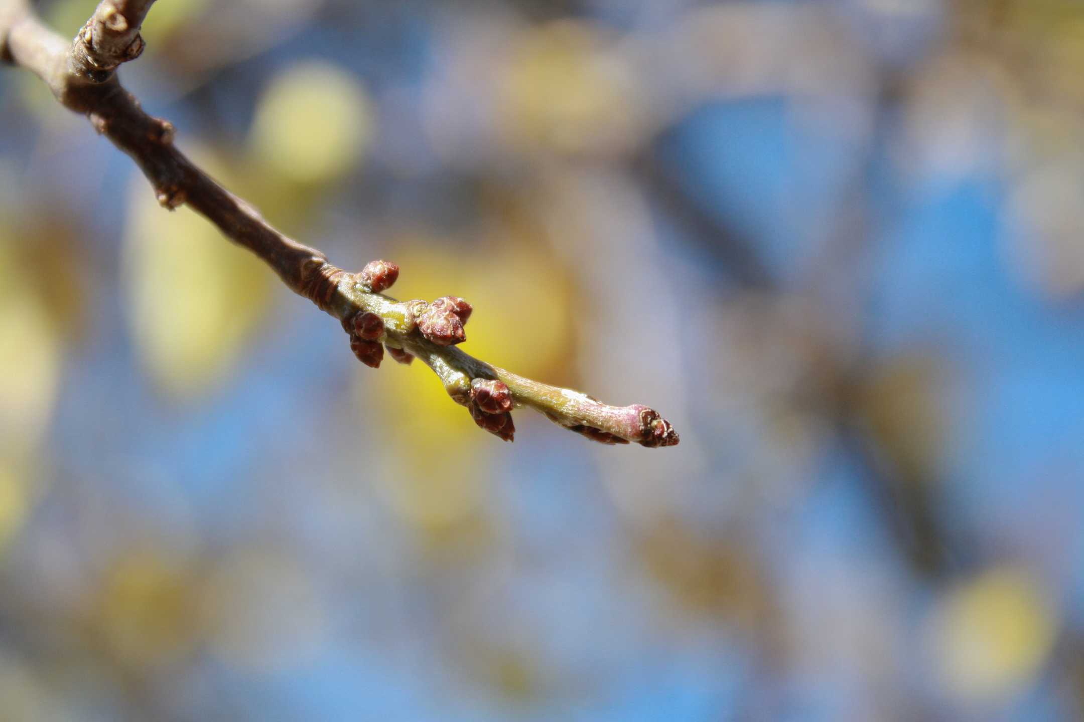 Nature School Project Tree Buds — Sparkle Stories