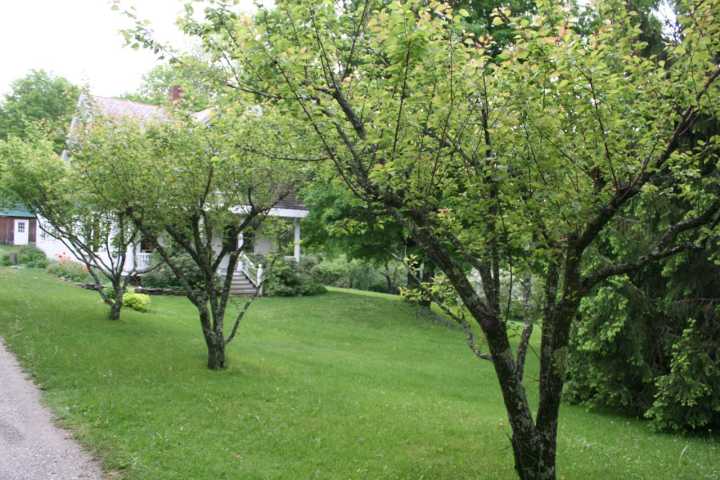 Pruning: Apricots, Neural Pathways and Stories