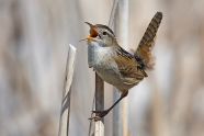 Nature School Project Identifying Bird Calls Sparkle Stories