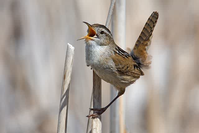 Nature School Project: Identifying Bird Calls