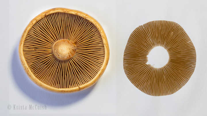 mushroom spore prints 1| www.sparklestories.com| martin & sylvia's nature school