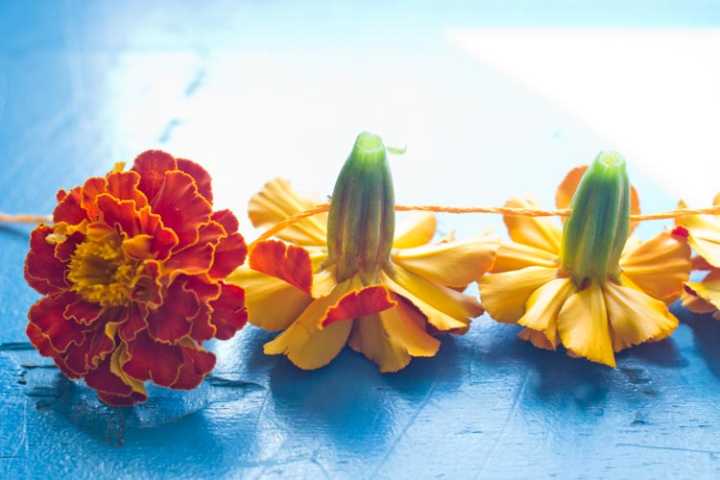 dia de los muertos marigold garland 4 |www.sparklestories.com| martin & sylvia