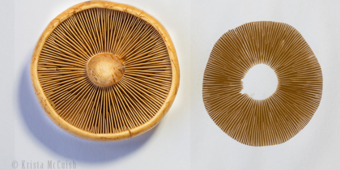 Mushroom Spore Prints