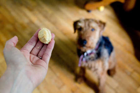 sparkle kitchen: peanut butter yogurt drops for dogs